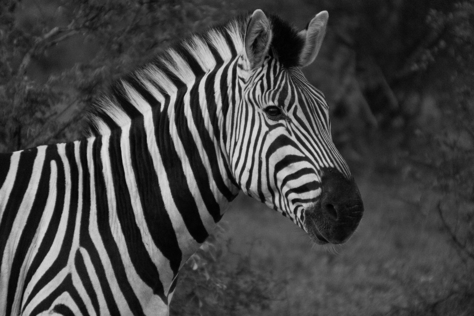 Wildtiere Afrikas in Schwarz-Weiß : Tina Kerler